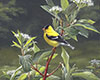 Goldfinches